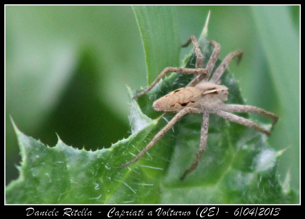 Pisaura sp. - Capriati (CE)